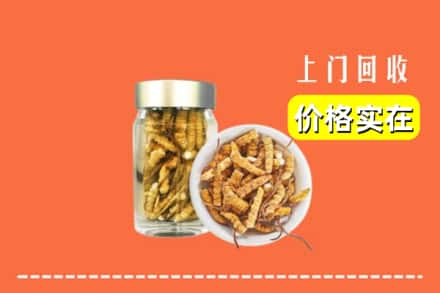 台湾台北市回收散虫草
