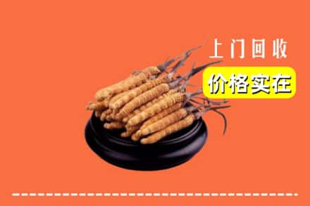 台湾台北市回收冬虫夏草